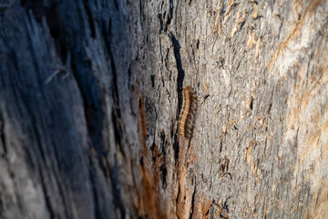 beautiful gum Trees and shrubs in the Australian bush forest. Gumtrees and native plants growing in Australia in spring i
