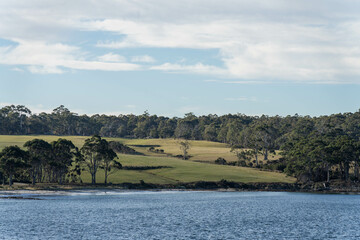 beautiful gum Trees and shrubs in the Australian bush forest. Gumtrees and native plants growing in Australia in spring i