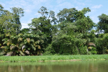 Urwald und Wasser in Tortuguero in Costa Rica