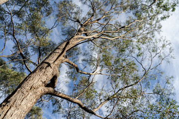 beautiful gum Trees and shrubs in the Australian bush forest. Gumtrees and native plants growing in Australia in spring i