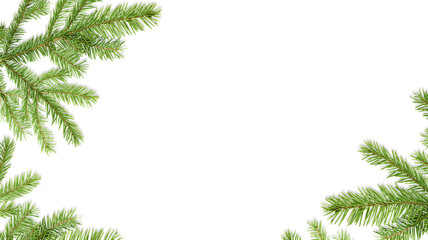 background of fir branches on white isolated background