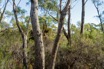 beautiful gum Trees and shrubs in the Australian bush forest. Gumtrees and native plants growing in Australia in spring i
