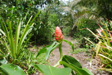 Weg durch tropischen Regenwald bei Tortuguero in Costa Rica in Mittelamerika