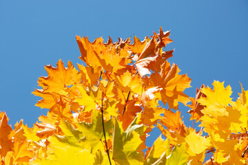 Autumn colored yellow maple tree branch isolated on sunny blue sky. Yellow and orange bright fall leaf background. Copy space