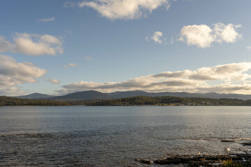 beautiful gum Trees and shrubs in the Australian bush forest. Gumtrees and native plants growing in Australia in spring i