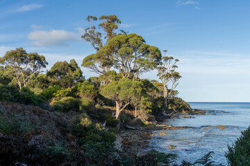 beautiful gum Trees and shrubs in the Australian bush forest. Gumtrees and native plants growing in Australia in spring i