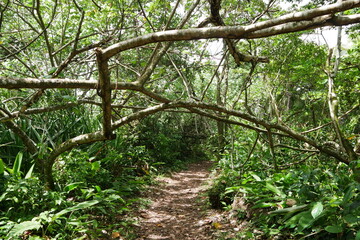 Weg durch tropischen Regenwald bei Tortuguero in Costa Rica in Mittelamerika