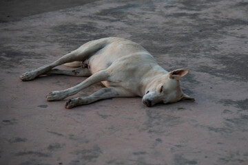 sleeping dog on the beach