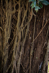 tree roots in the forest