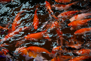 fish swimming in a pond