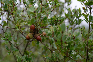 Foliage with drops of water