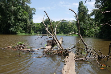 Treibgut im Wasser in Costa Rica