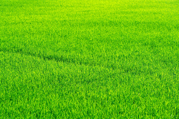 Lush Green Grass Texture for Natural Background