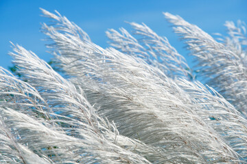 Elegant Pampas Grass Against a Clear Blue Sky