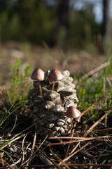 Mushroom hidden during autumn