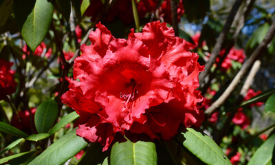 Beautiful red rhododendron blooms in the spring sunshine.