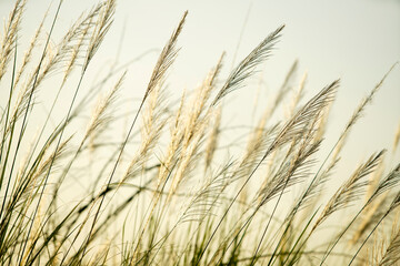Delicate Grass Blades Against Soft Light