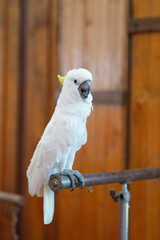 White parrot bird White cockatoo 