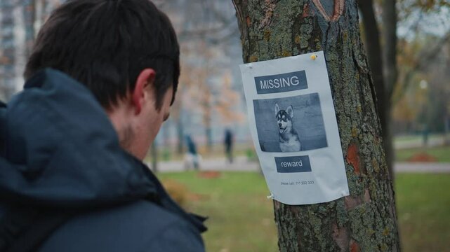 Man walking in park saw message on tree about missing dog, takes photo on his phone to remember and call if he sees missing dog. Male makes photo of a lost dog posting in a tree post in the park. 