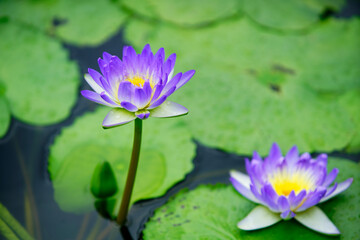 Purple Water Lilies Blooming on Green Pond Surface