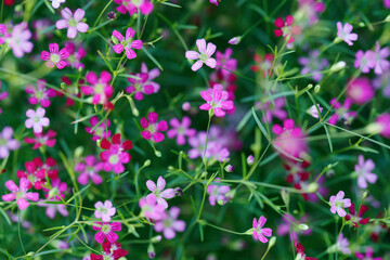 Delicate Gypsophila Flowers in Bloom