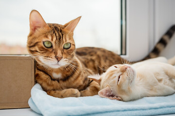 A Bengal cat and a Burmese kitten lie next to each other.