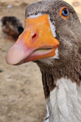 Close-up portrait of goose. Countryside landscape with geese, chickens, turkeys graze in poultry yard. Rural organic nature animals farm.
