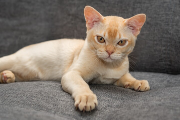 Adorable Burmese kitten on the sofa.