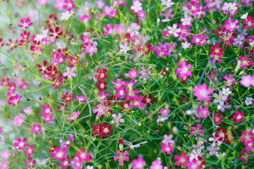 Vibrant Blooming Flower Field in Springtime