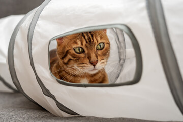 Bengal cat in a cat tunnel.