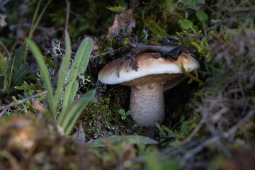Mushroom hidden during autumn