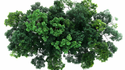 Obraz premium 3D Rendered Lush Green Tree Canopy Isolated on a White Background, Perfect for Design and Composition