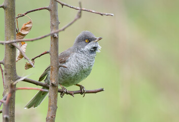 Barred warbler, Sylvia nisoria. Bird sitting on a shrub branch, blurred background