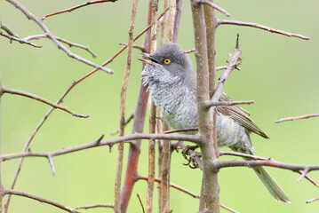 Barred warbler, Sylvia nisoria. A bird sits on a bush branch and sings