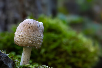 A beautiful mushroom photographed in its natural habitat. Nature background.