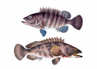 Fish illustration. A vibrant print created using digital watercolor techniques, showcasing the beauty of aquatic life.