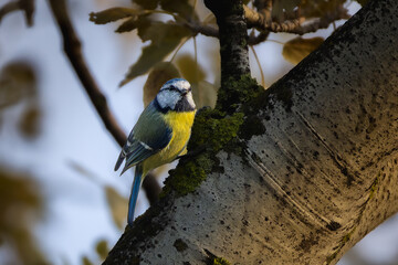 Eurasian Blue Tit perched on a tree branch in the morning light