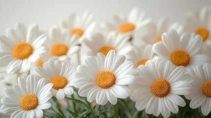 delicate chamomile flowers isolated on a white background showcasing their soft petals and intricate details in full depth of field emphasizing purity and simplicity