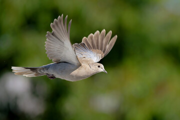 Obraz premium Türkentaube im Flug