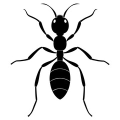 ant isolated on white  silhouette vector illustration