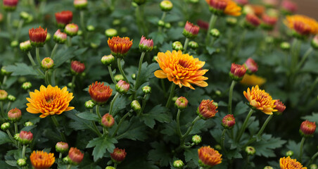 Blooming chrysanthemums in autumn in a garden