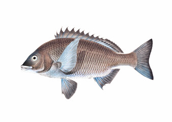 Fish illustration. A vibrant print created using digital watercolor techniques, showcasing the beauty of aquatic life.