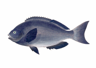 Fish illustration. A vibrant print created using digital watercolor techniques, showcasing the beauty of aquatic life.