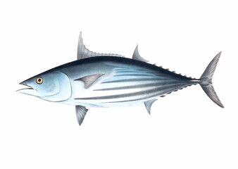 Fish illustration. A vibrant print created using digital watercolor techniques, showcasing the beauty of aquatic life.