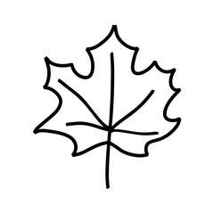 Graphic maple leave hand drawn vector illustration
