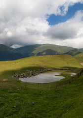 Sheep graze on the mountain