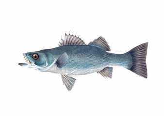 Fish illustration. A vibrant print created using digital watercolor techniques, showcasing the beauty of aquatic life.