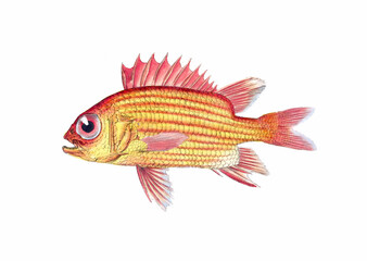 Fish illustration. A vibrant print created using digital watercolor techniques, showcasing the beauty of aquatic life.