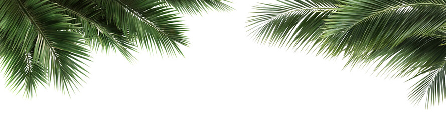 Tropical green palm leaves border, cut out