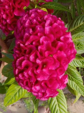 Flower blooming in the garden
